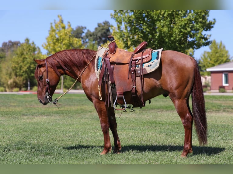 American Quarter Horse Castrone 8 Anni 137 cm Falbo in Pleasant Grove CA