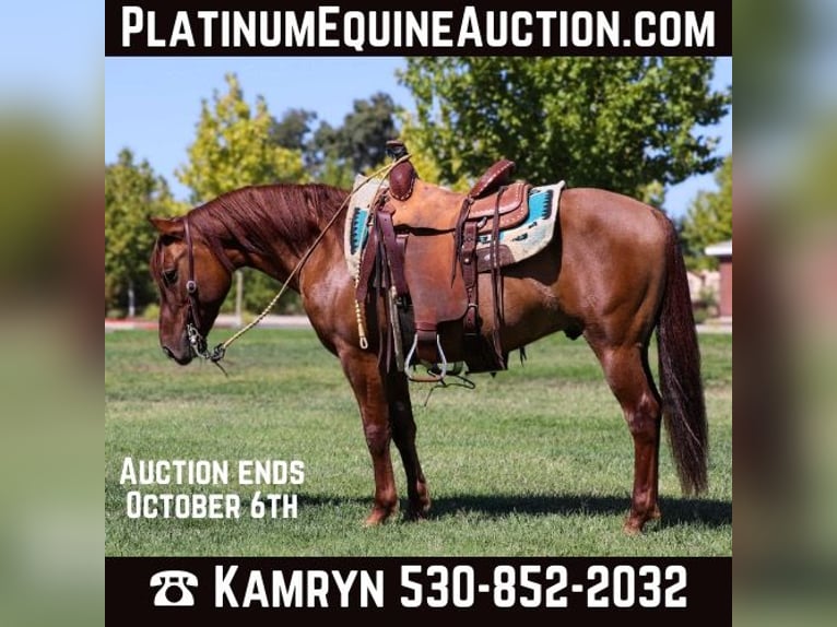 American Quarter Horse Castrone 8 Anni 137 cm Falbo in Pleasant Grove CA