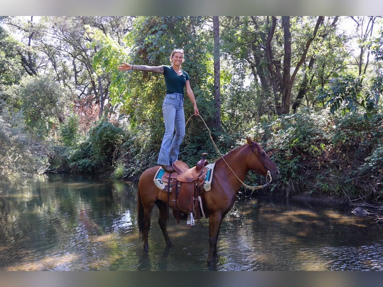 American Quarter Horse Castrone 8 Anni 137 cm Falbo in Pleasant Grove CA