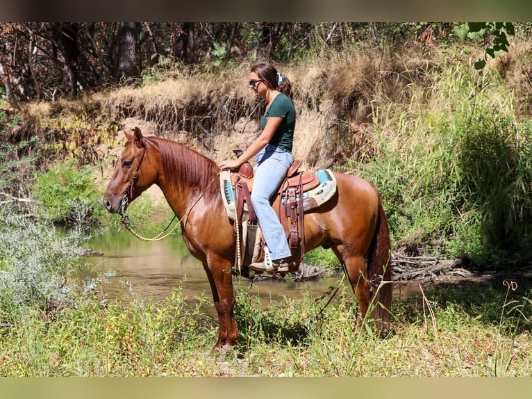 American Quarter Horse Castrone 8 Anni 137 cm Falbo in Pleasant Grove CA