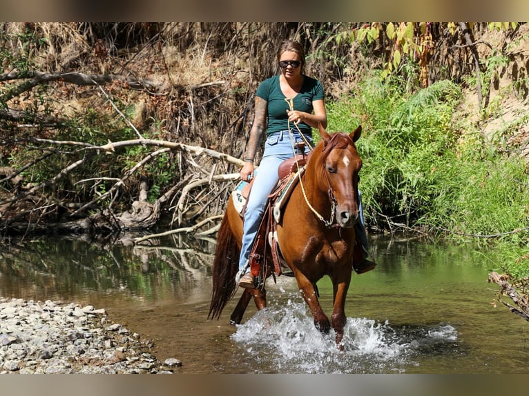 American Quarter Horse Castrone 8 Anni 137 cm Falbo in Pleasant Grove CA