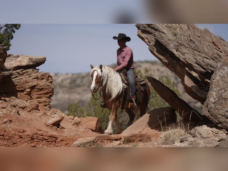 American Quarter Horse Castrone 8 Anni 137 cm Sauro scuro in Sweet Springs MO