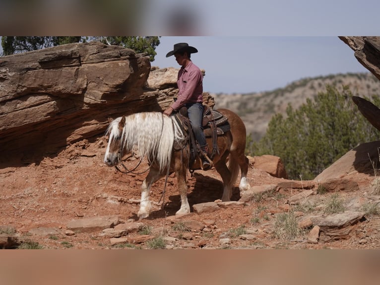 American Quarter Horse Castrone 8 Anni 137 cm Sauro scuro in Sweet Springs MO