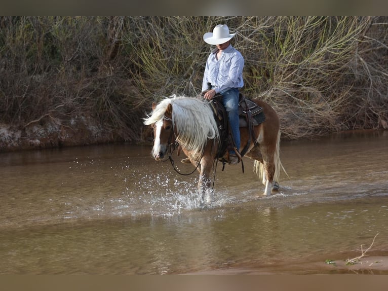 American Quarter Horse Castrone 8 Anni 137 cm Sauro scuro in Sweet Springs MO