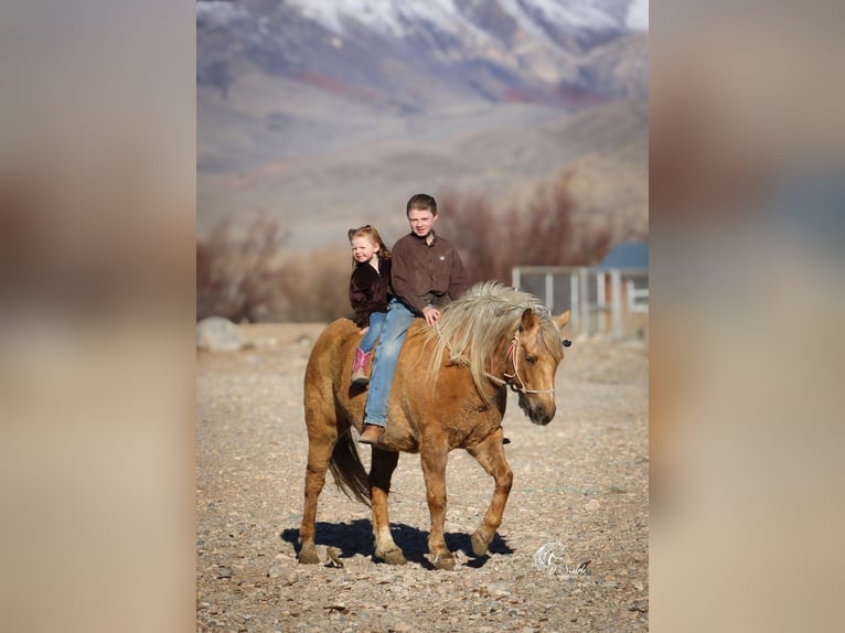 American Quarter Horse Castrone 8 Anni 140 cm Palomino in Cody