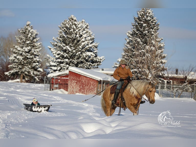 American Quarter Horse Castrone 8 Anni 140 cm Palomino in Cody