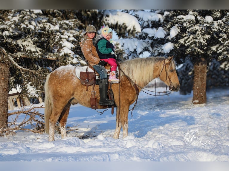 American Quarter Horse Castrone 8 Anni 140 cm Palomino in Cody