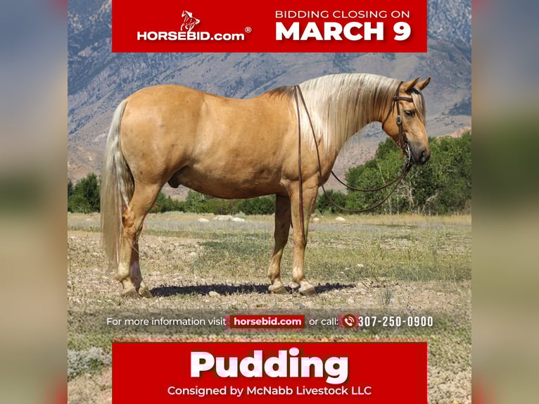 American Quarter Horse Castrone 8 Anni 140 cm Palomino in Cody