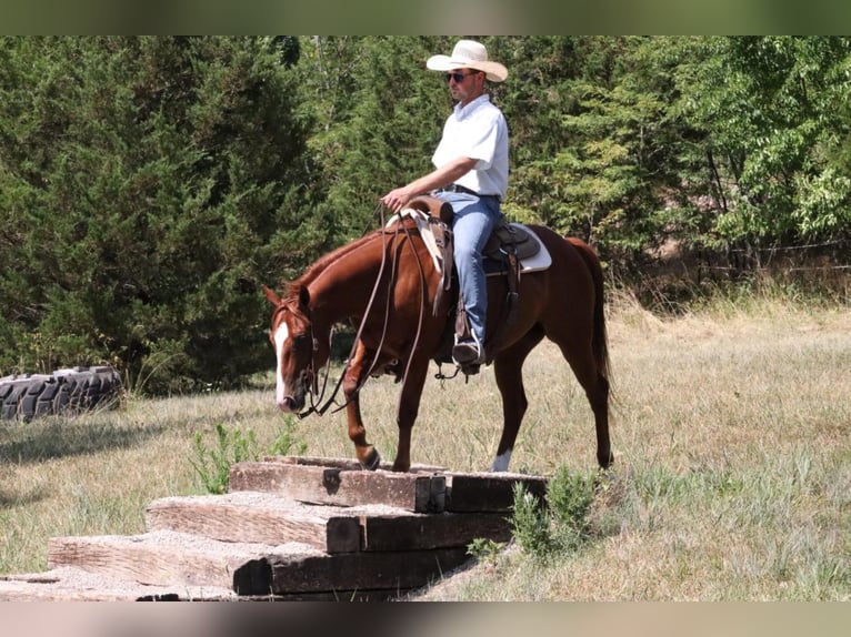 American Quarter Horse Castrone 8 Anni 140 cm Sauro ciliegia in Mt Vernon, MO