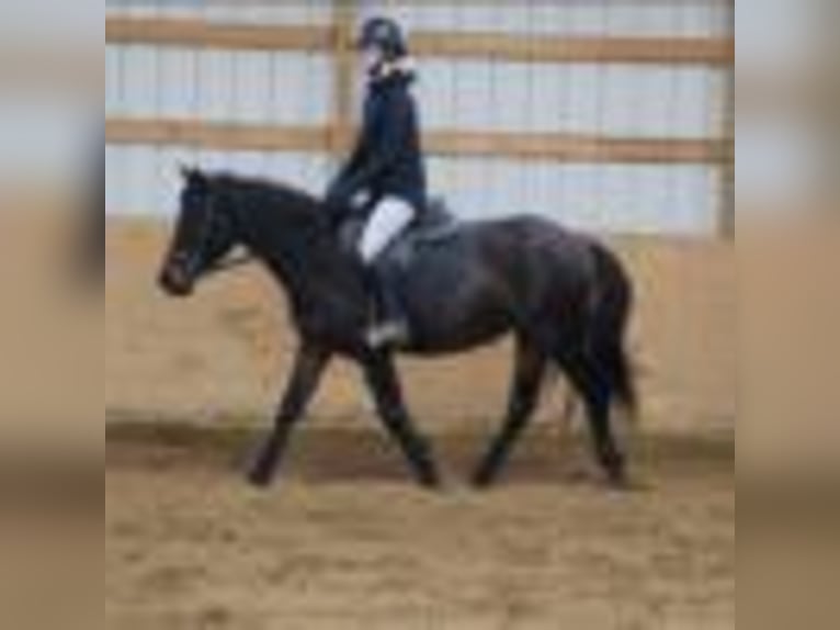 American Quarter Horse Castrone 8 Anni 142 cm Baio ciliegia in Howell mi