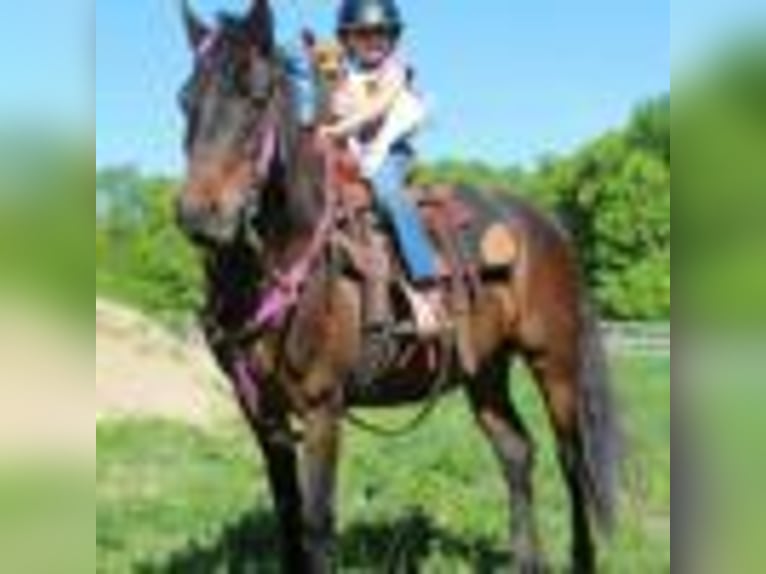 American Quarter Horse Castrone 8 Anni 142 cm Baio ciliegia in Howell mi