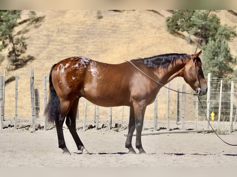 American Quarter Horse Castrone 8 Anni 142 cm Baio ciliegia in Paicines CA