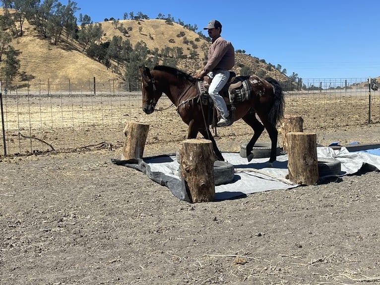 American Quarter Horse Castrone 8 Anni 142 cm Baio ciliegia in Paicines CA