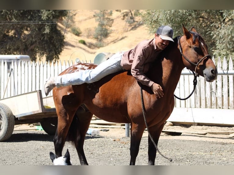 American Quarter Horse Castrone 8 Anni 142 cm Baio ciliegia in Paicines CA