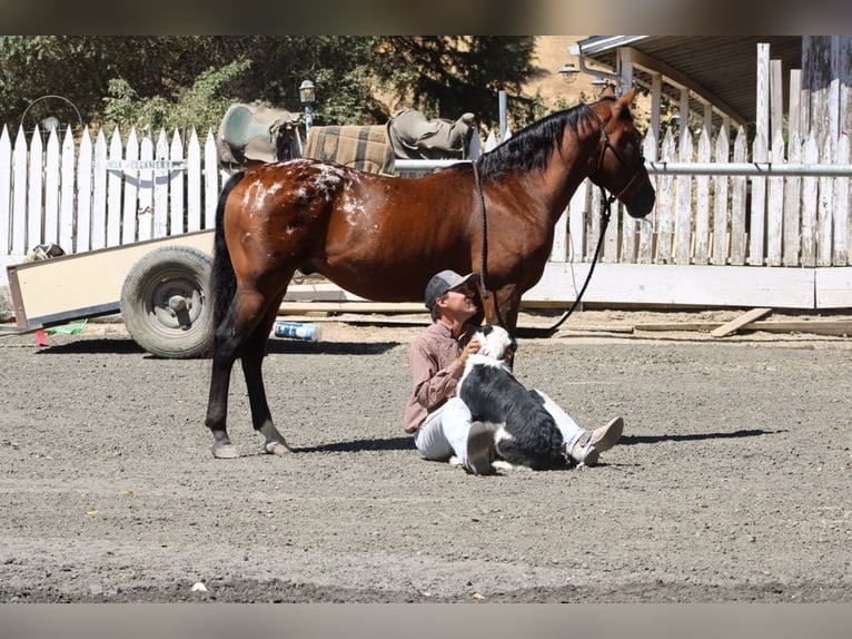 American Quarter Horse Castrone 8 Anni 142 cm Baio ciliegia in Paicines CA