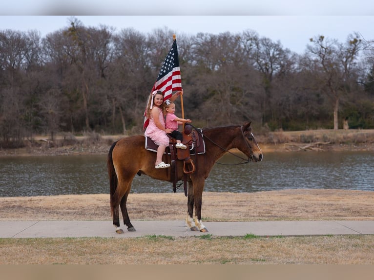 American Quarter Horse Castrone 8 Anni 142 cm Baio ciliegia in Forney