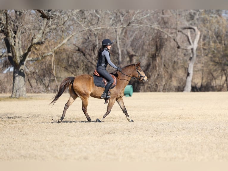 American Quarter Horse Castrone 8 Anni 142 cm Baio ciliegia in Forney