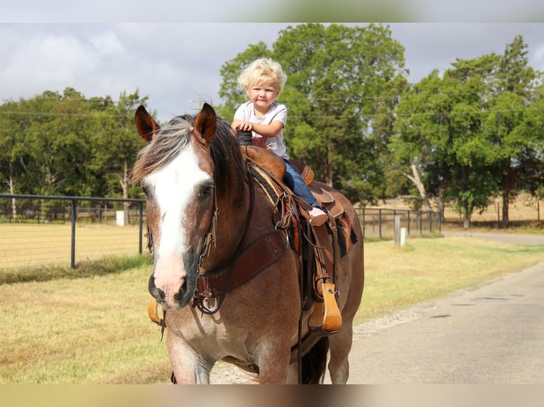 American Quarter Horse Castrone 8 Anni 142 cm Baio roano in Cleburne TX