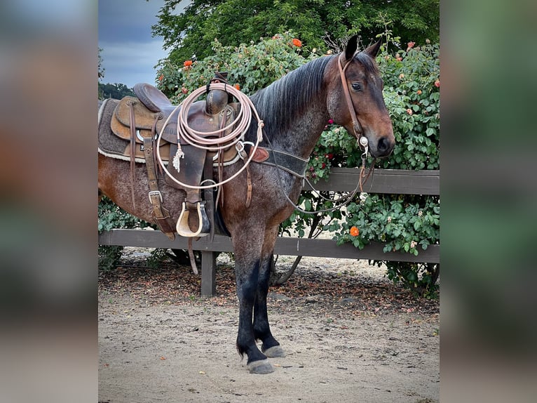 American Quarter Horse Castrone 8 Anni 142 cm Baio roano in Paicines CA