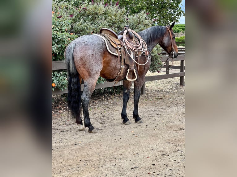 American Quarter Horse Castrone 8 Anni 142 cm Baio roano in Paicines CA