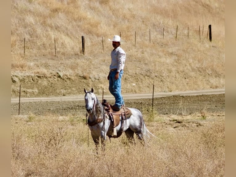 American Quarter Horse Castrone 8 Anni 142 cm Grigio pezzato in Tres Pinos