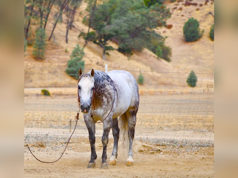 American Quarter Horse Castrone 8 Anni 142 cm Grigio pezzato in Tres Pinos