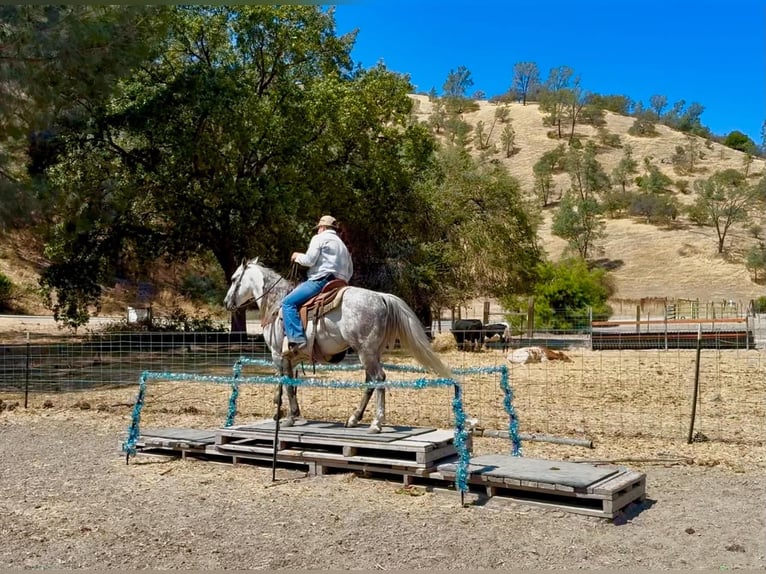 American Quarter Horse Castrone 8 Anni 142 cm Grigio pezzato in Tres Pinos