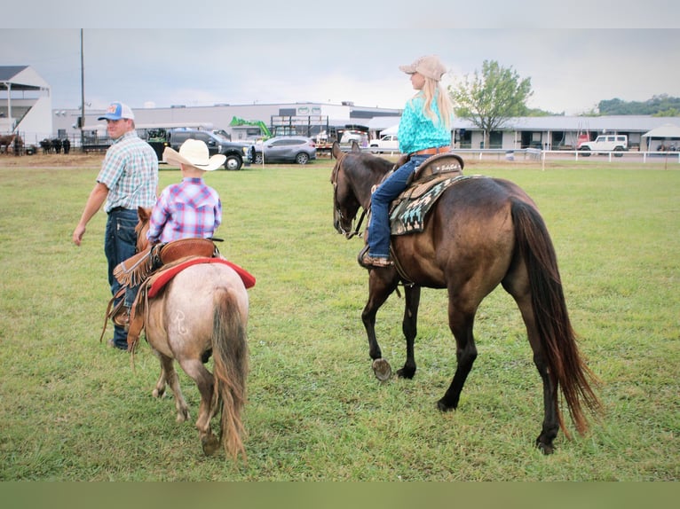 American Quarter Horse Castrone 8 Anni 142 cm Morello in Huntland TN