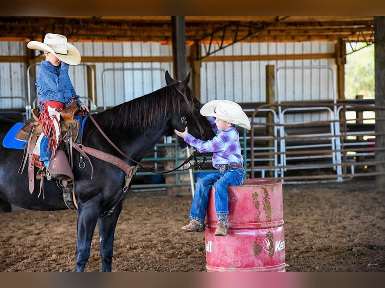 American Quarter Horse Castrone 8 Anni 142 cm Morello in Huntland TN