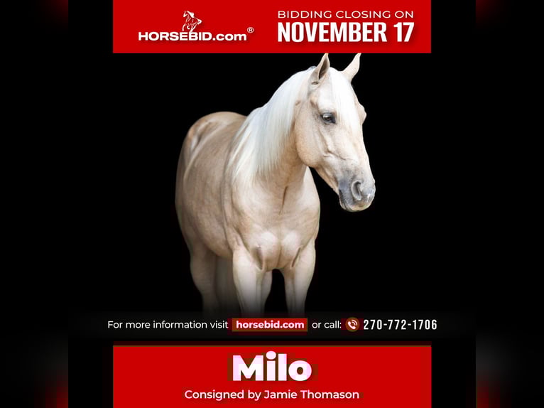 American Quarter Horse Castrone 8 Anni 142 cm Palomino in Auburn