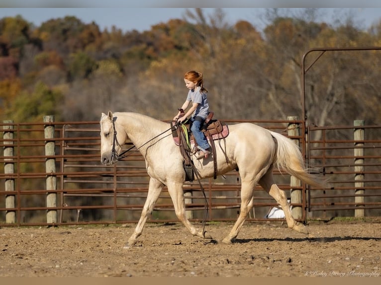American Quarter Horse Castrone 8 Anni 142 cm Palomino in Auburn