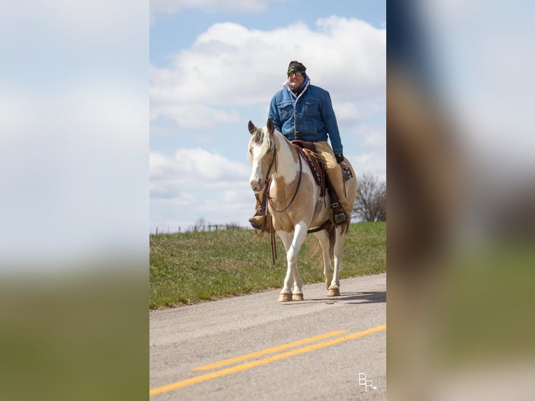 American Quarter Horse Castrone 8 Anni 142 cm Pelle di daino in Mt Grove MO