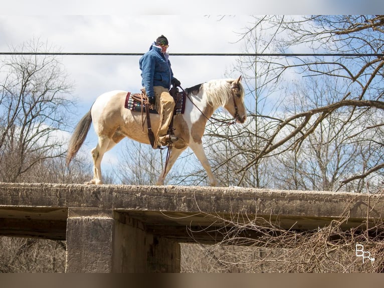 American Quarter Horse Castrone 8 Anni 142 cm Pelle di daino in Mt Grove MO