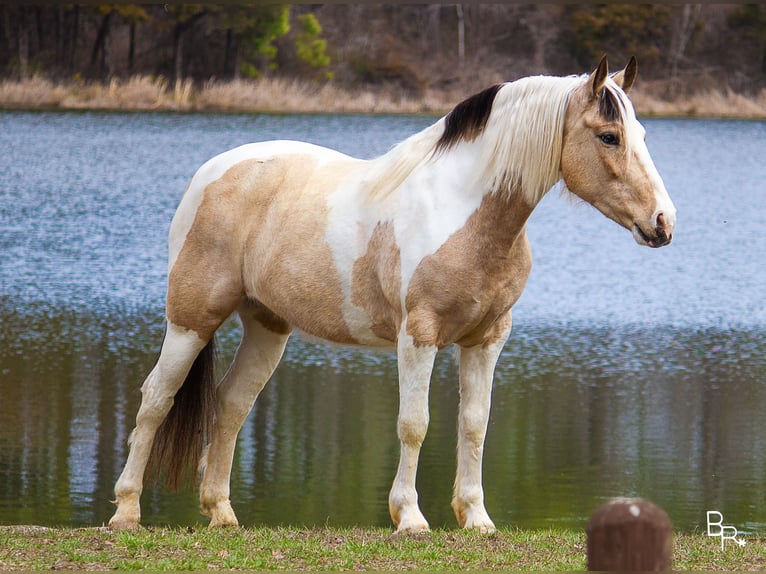 American Quarter Horse Castrone 8 Anni 142 cm Pelle di daino in Mt Grove MO