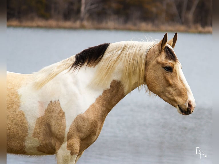 American Quarter Horse Castrone 8 Anni 142 cm Pelle di daino in Mt Grove MO