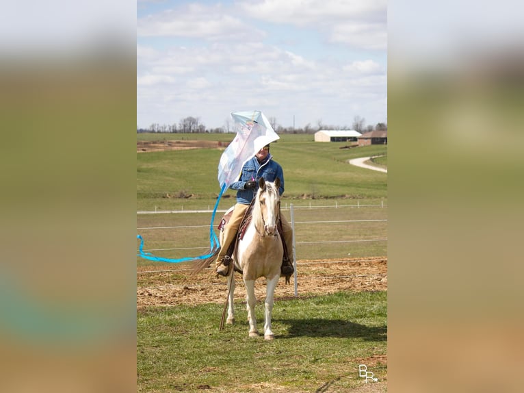 American Quarter Horse Castrone 8 Anni 142 cm Pelle di daino in Mt Grove MO