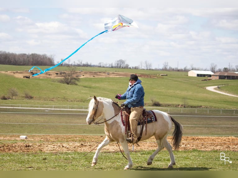 American Quarter Horse Castrone 8 Anni 142 cm Pelle di daino in Mt Grove MO