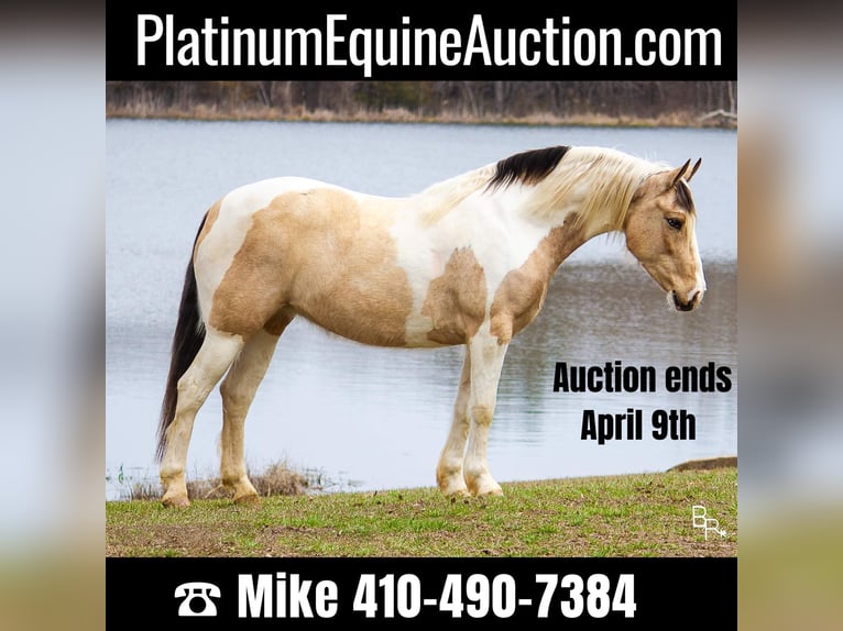 American Quarter Horse Castrone 8 Anni 142 cm Pelle di daino in Mt Grove MO