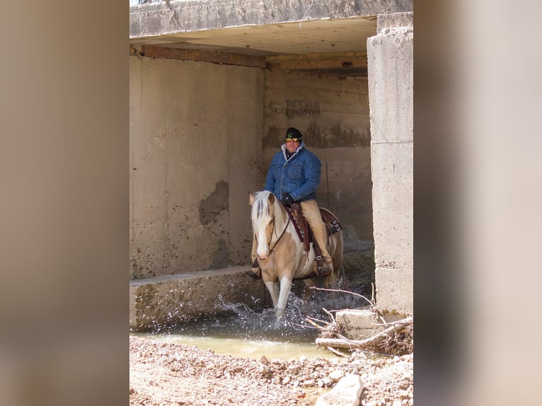 American Quarter Horse Castrone 8 Anni 142 cm Pelle di daino in Mt Grove MO