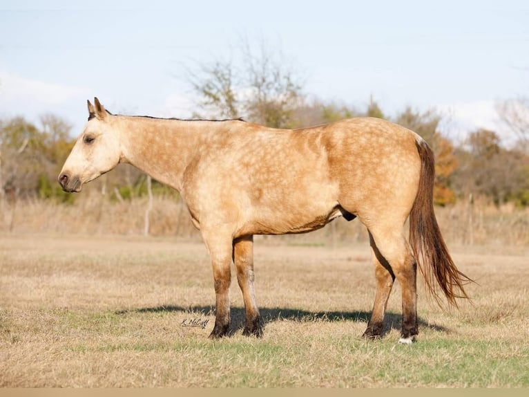 American Quarter Horse Castrone 8 Anni 142 cm Pelle di daino in Ravenna