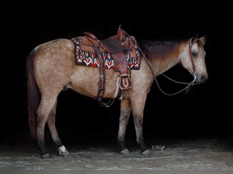 American Quarter Horse Castrone 8 Anni 142 cm Pelle di daino in Ravenna
