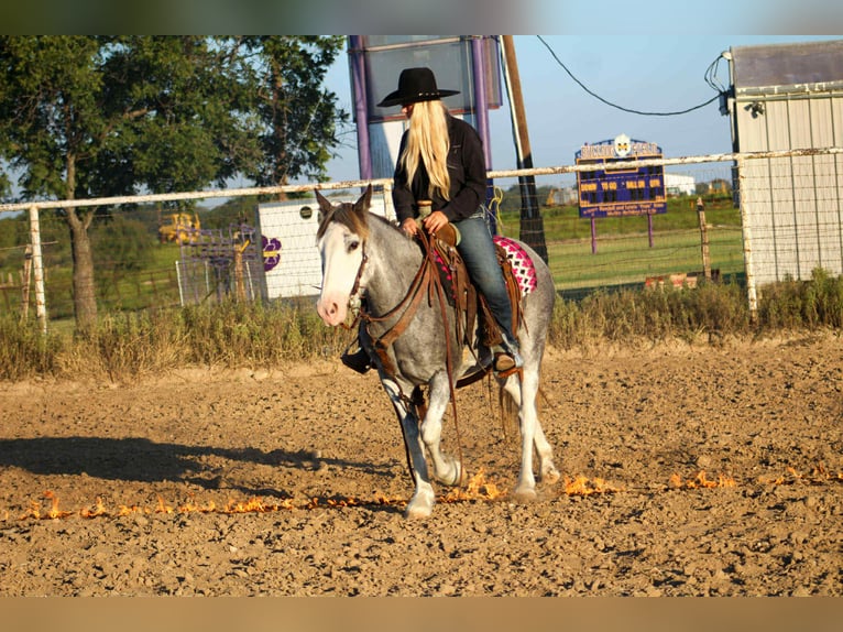 American Quarter Horse Castrone 8 Anni 142 cm Roano blu in Stephenville TX