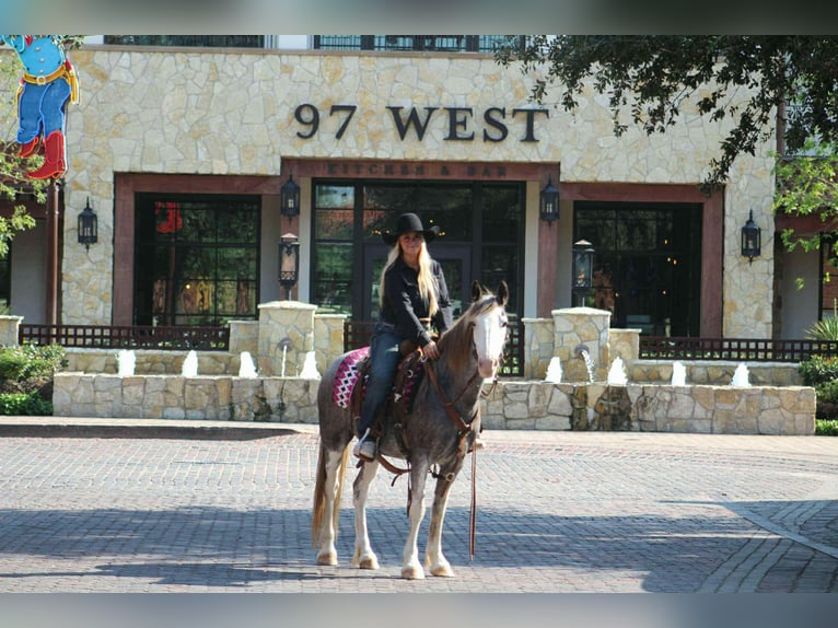 American Quarter Horse Castrone 8 Anni 142 cm Roano blu in Stephenville TX