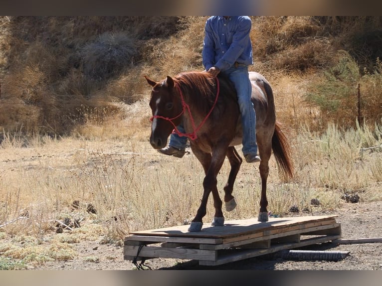 American Quarter Horse Castrone 8 Anni 142 cm Roano rosso in Paicines, CA
