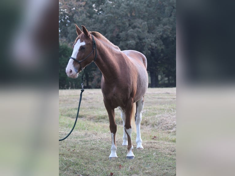 American Quarter Horse Mix Castrone 8 Anni 142 cm Sabino in Nashville