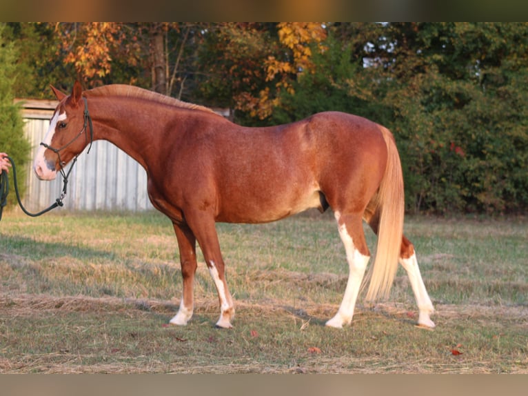 American Quarter Horse Mix Castrone 8 Anni 142 cm Sabino in Nashville