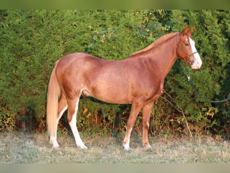 American Quarter Horse Mix Castrone 8 Anni 142 cm Sabino in Nashville