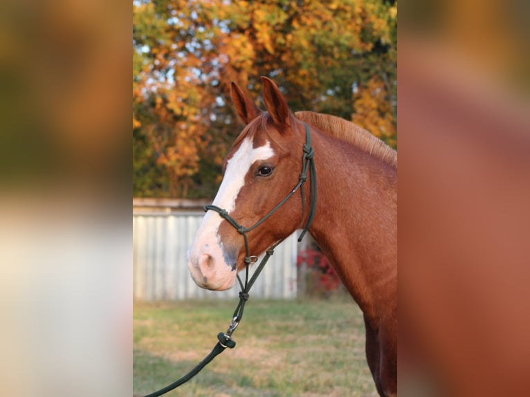 American Quarter Horse Mix Castrone 8 Anni 142 cm Sabino in Nashville