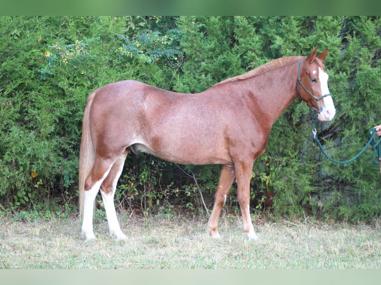 American Quarter Horse Mix Castrone 8 Anni 142 cm Sabino in Nashville