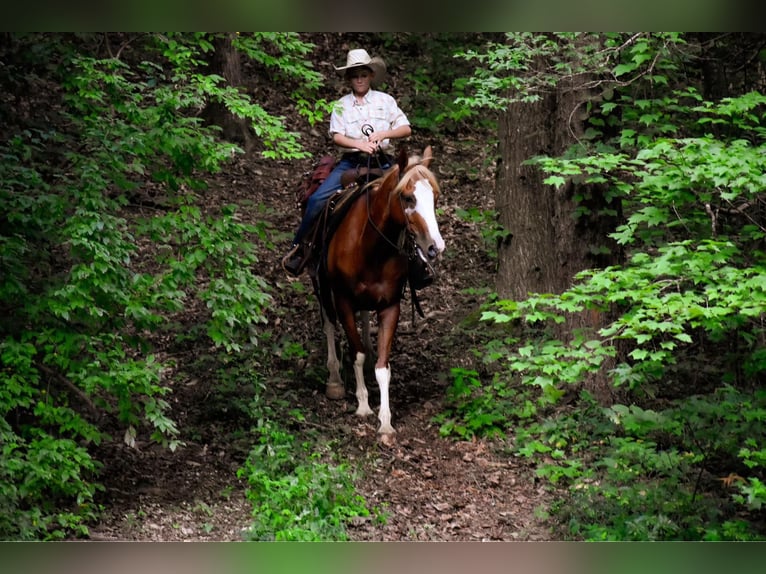 American Quarter Horse Castrone 8 Anni 142 cm Sauro ciliegia in Cleveland TN